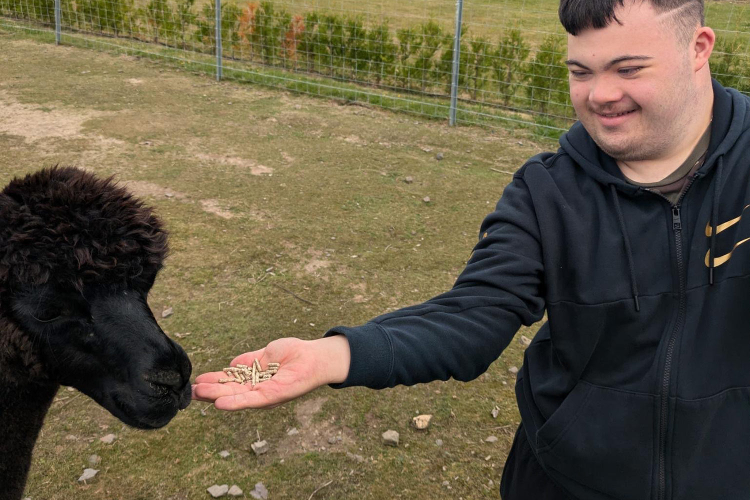 Ein Urlauber hat ein Lama aus der Hand gefüttert.