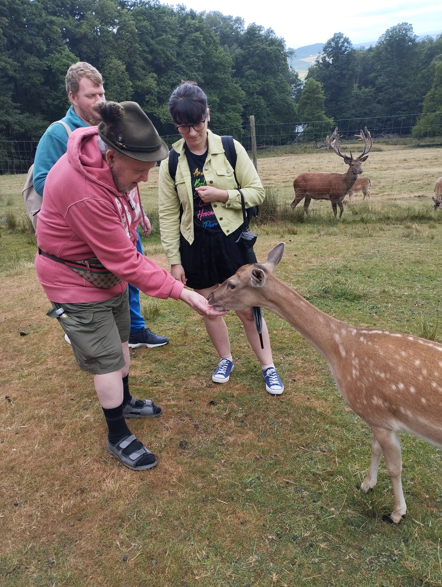 Drei Urlauber sind konzentriert beim Rehe füttern.
