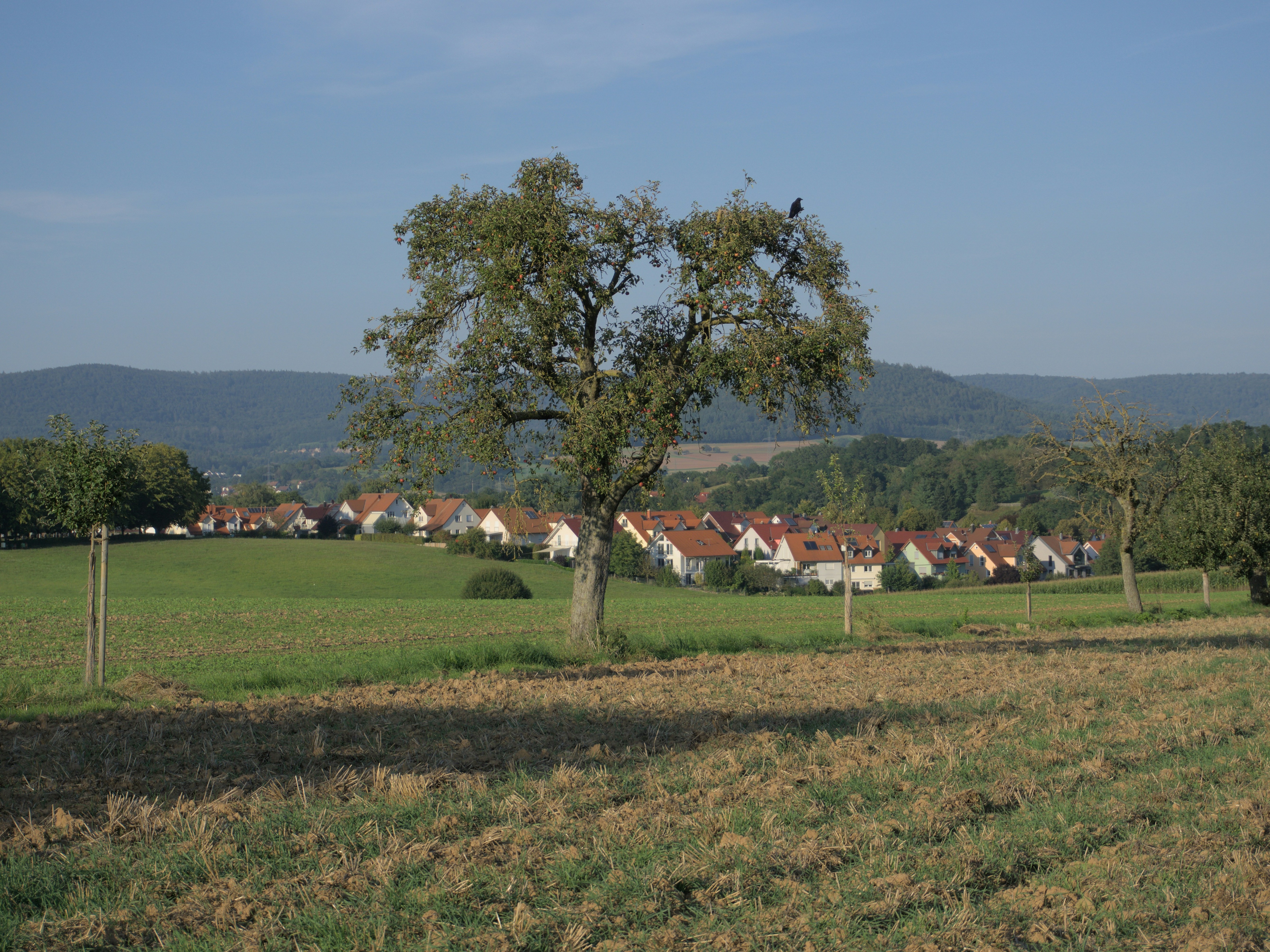Eine grüne Landschaft im Frühling.