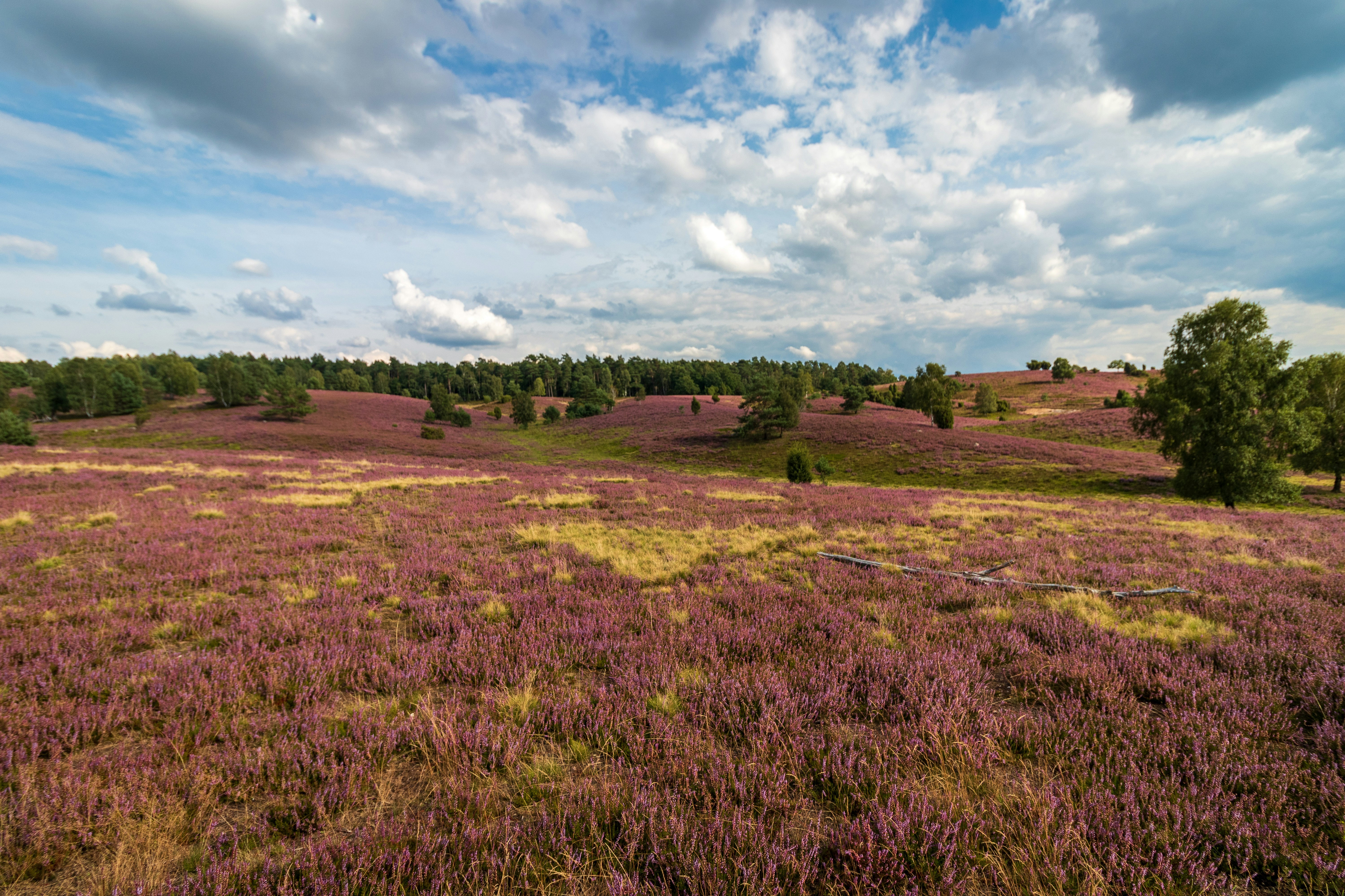 Die Lüneburger Heide.
