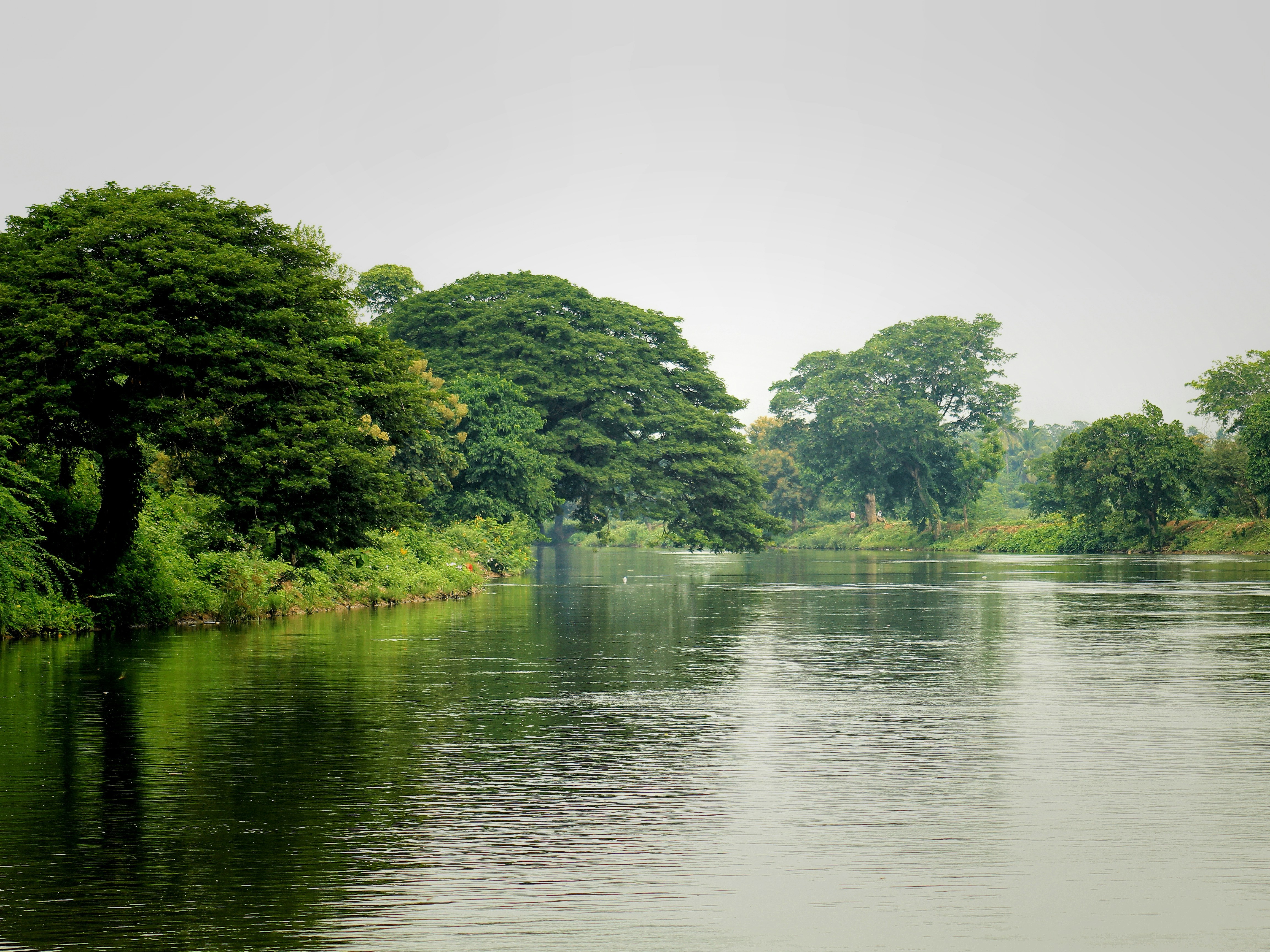 Ein großer Fluss mit vielen Bäumen.