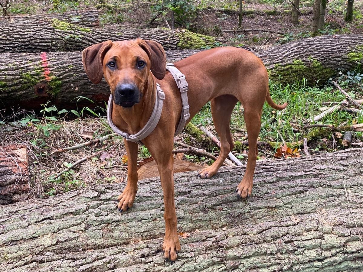 Mitreisender Hund Noura.