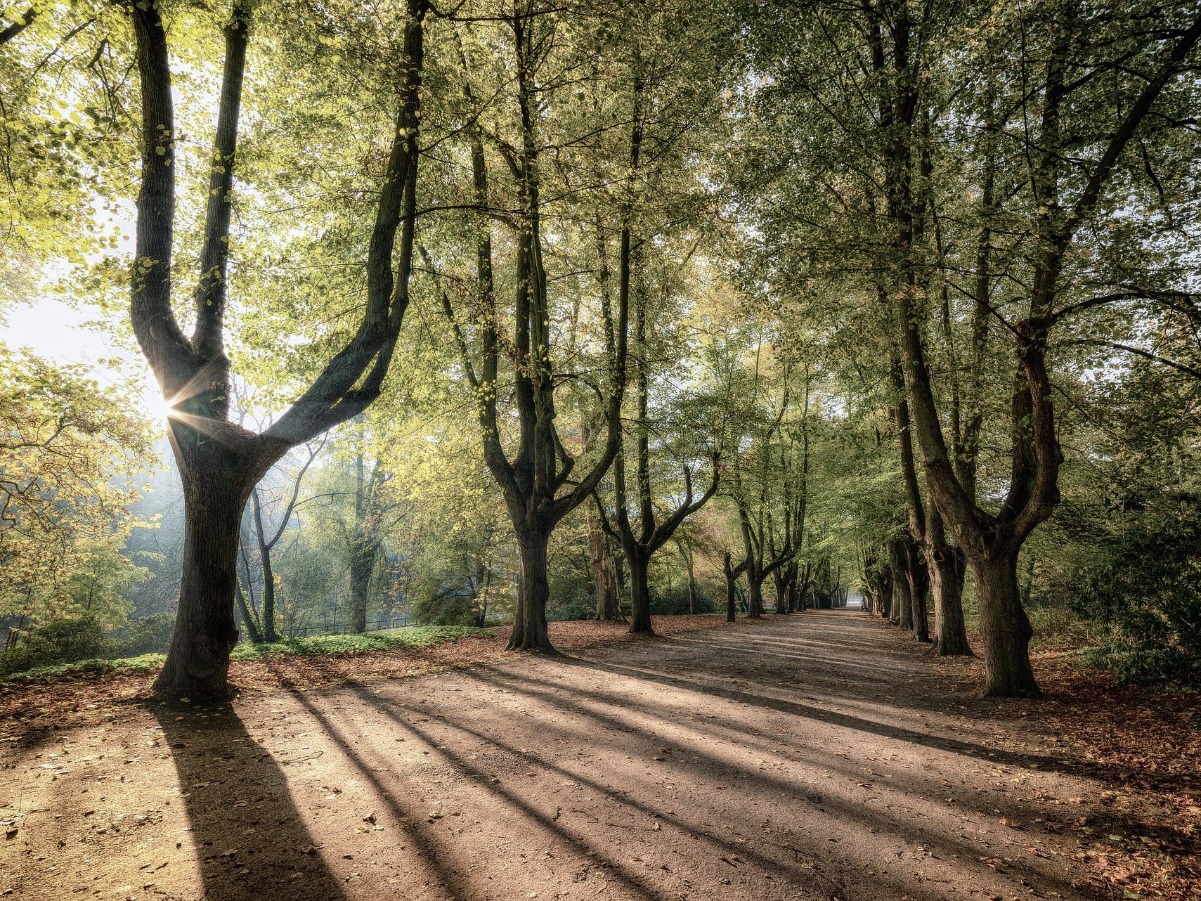 Ein Waldweg im Sonnenschein.