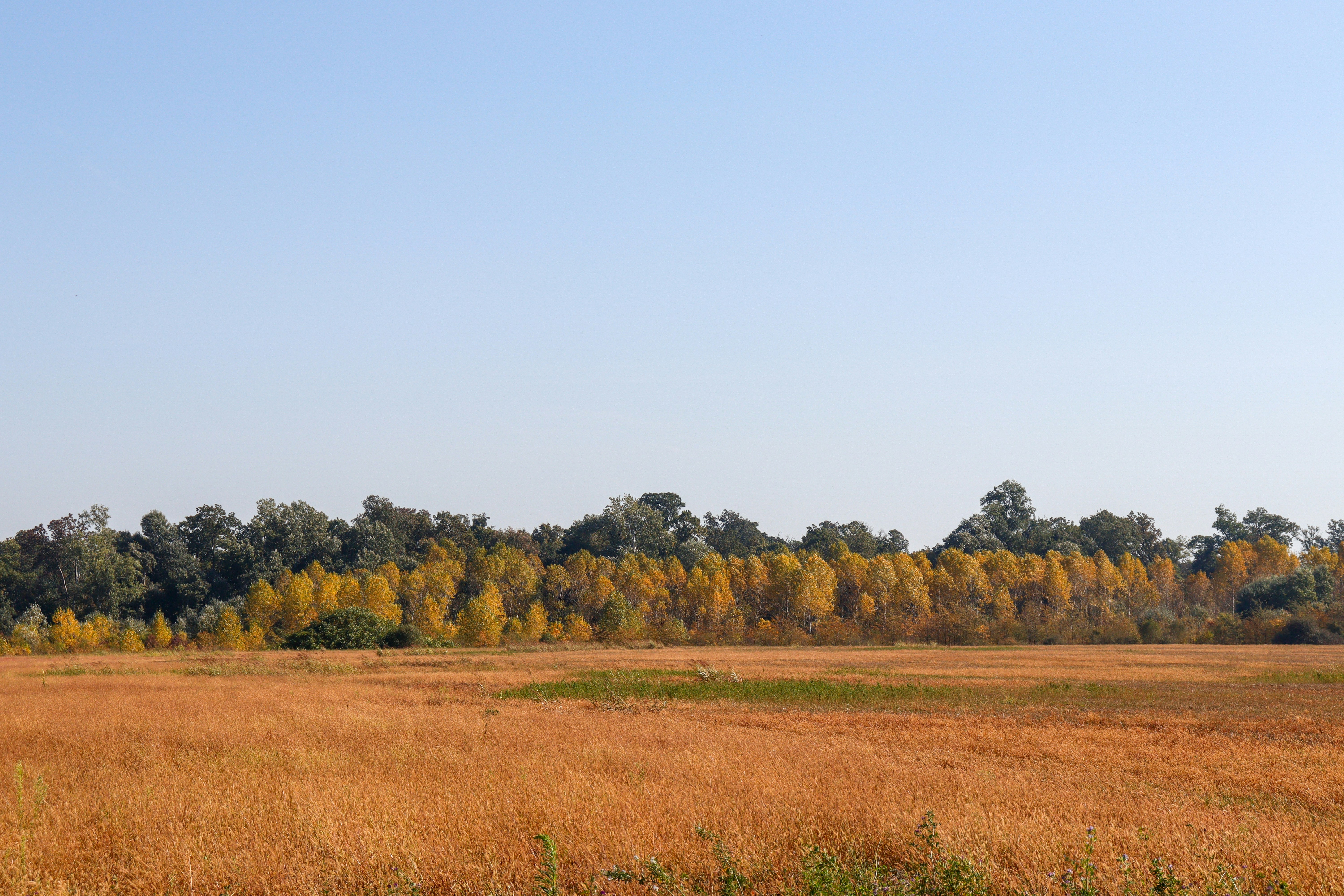 Grüne Wiese im Sonnenlicht.